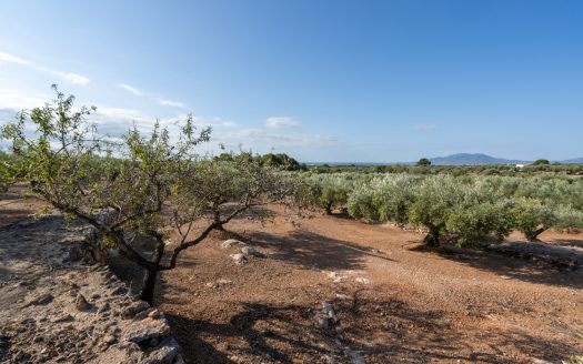 Una masia amb llum i aigua (908)