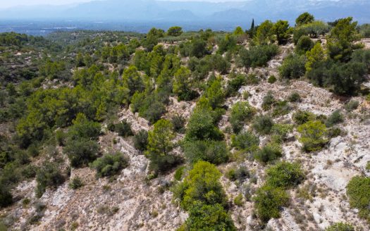 Rustic olive trees plot of land (918)
