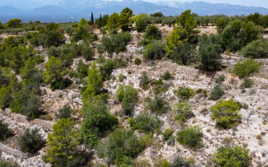 Rustic olive trees plot of land (918)