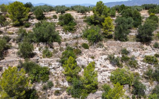 Rustic olive trees plot of land (918)
