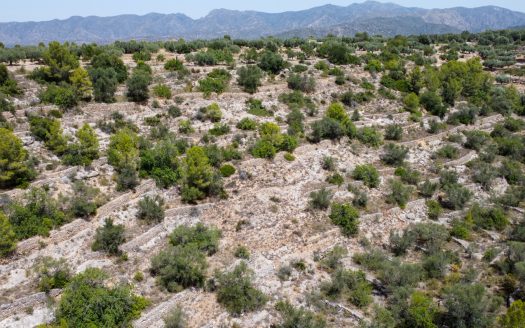 Rustic olive trees plot of land (918)