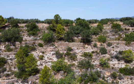 Rustic olive trees plot of land (918)