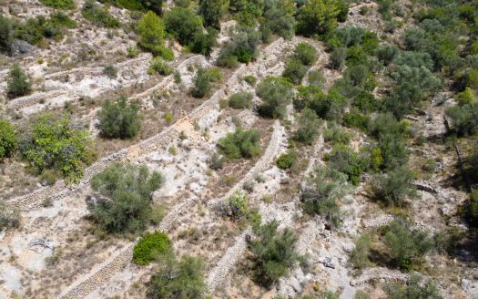 Rustic olive trees plot of land (918)