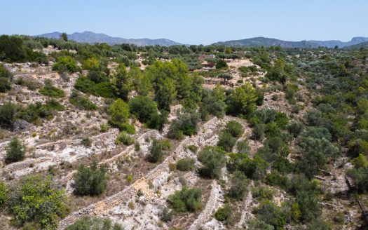 Rustic olive trees plot of land (918)