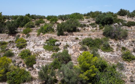 Rustic olive trees plot of land (918)