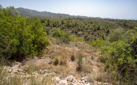 Rustic olive trees plot of land (918)