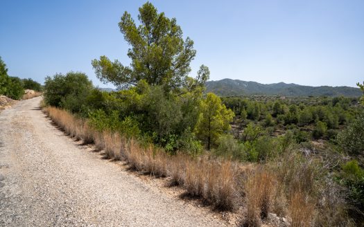 Rustic olive trees plot of land (918)