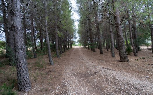 Large and flat plot of land (921)