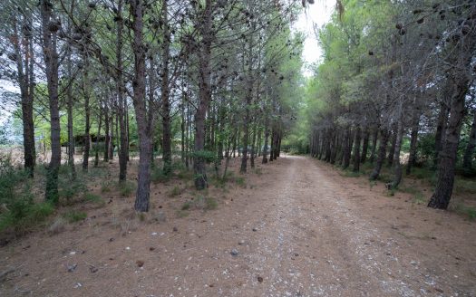 Large and flat plot of land (921)