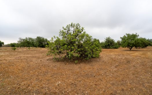 Large and flat plot of land (921)