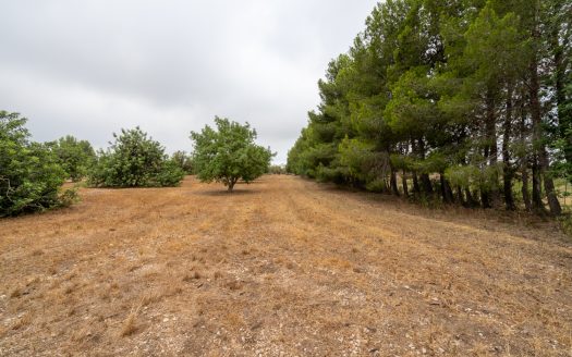 Large and flat plot of land (921)