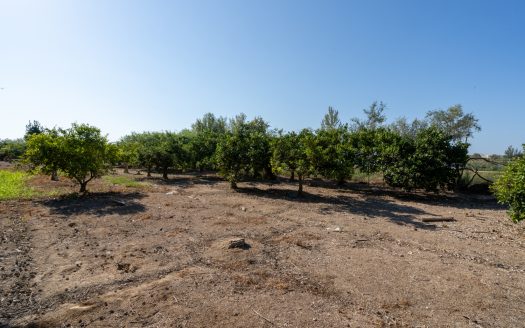 Near the Ebro river (924)