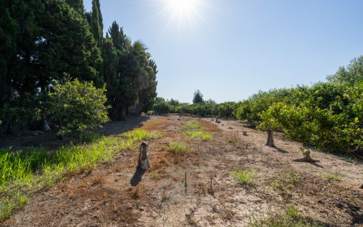 Near the Ebro river (924)