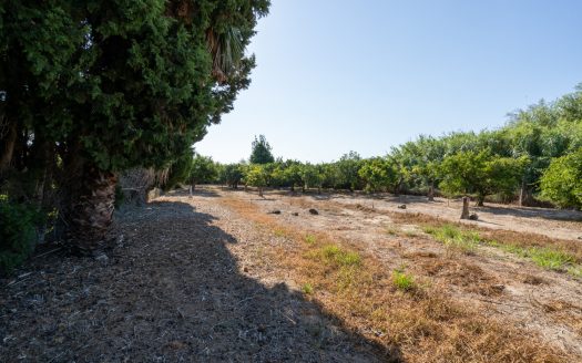 Near the Ebro river (924)