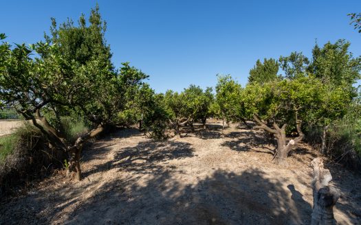 Near the Ebro river (924)