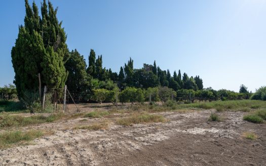 Near the Ebro river (924)