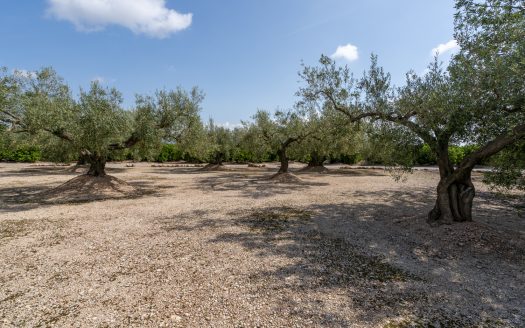 Bona connexió (935)