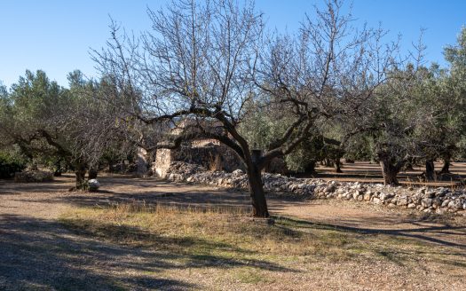 Big flat piece of land with olive trees (984)