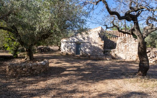 Big flat piece of land with olive trees (984)