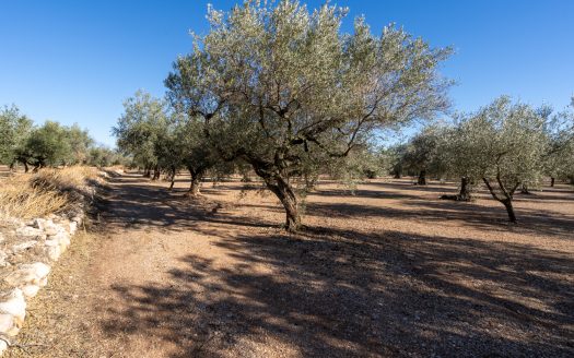 Big flat piece of land with olive trees (984)