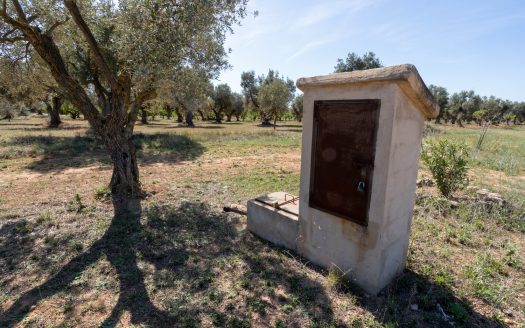 Paradís exòtic (39)