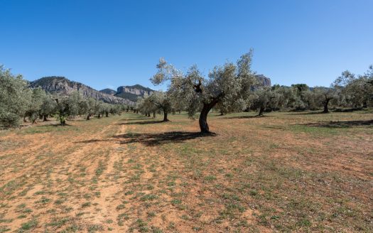 Paradís exòtic (39)