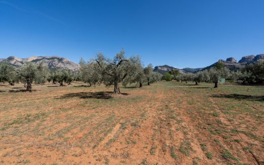 Paradís exòtic (39)