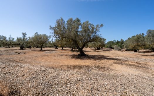 Property near the canal (37)