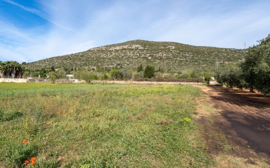 Wild piece of land with a ruin (46)