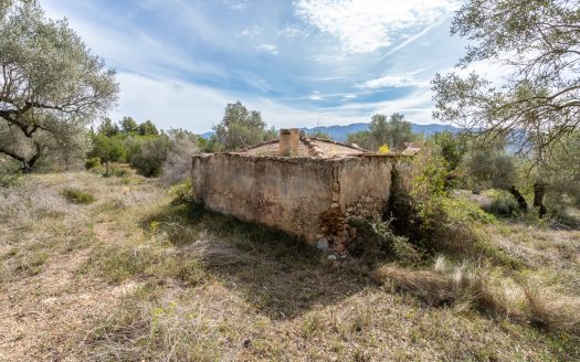 Wild piece of land with a ruin (46)
