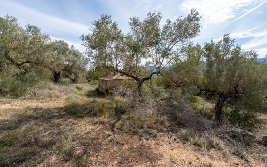 Wild piece of land with a ruin (46)