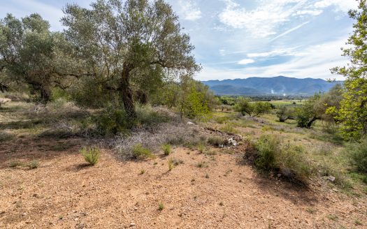 Wild piece of land with a ruin (46)