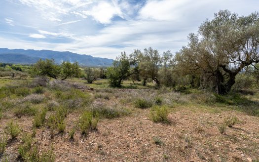 Wild piece of land with a ruin (46)