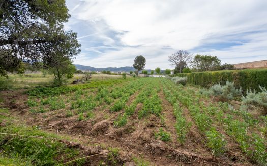 Vegetable patch in the urban planning (48)