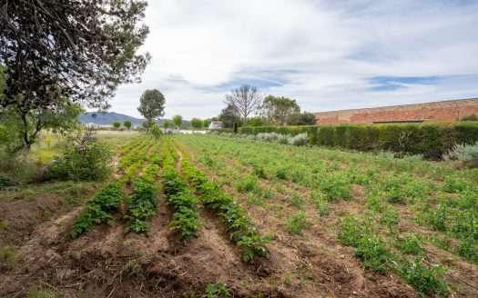 Vegetable patch in the urban planning (48)
