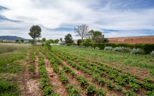 Vegetable patch in the urban planning (48)