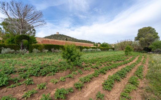 Vegetable patch in the urban planning (48)