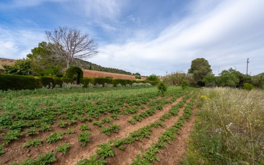 Vegetable patch in the urban planning (48)