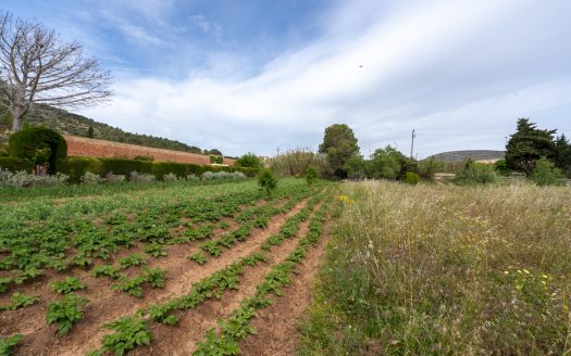 Vegetable patch in the urban planning (48)