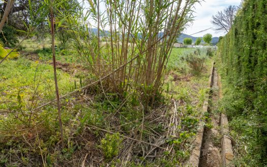 Vegetable patch in the urban planning (48)