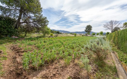 Vegetable patch in the urban planning (48)