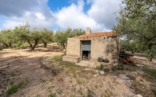 A small island of olive trees (66)
