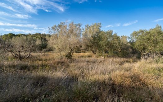Un projecte agrícola (72)