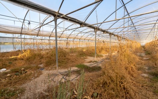 Un projecte agrícola (72)
