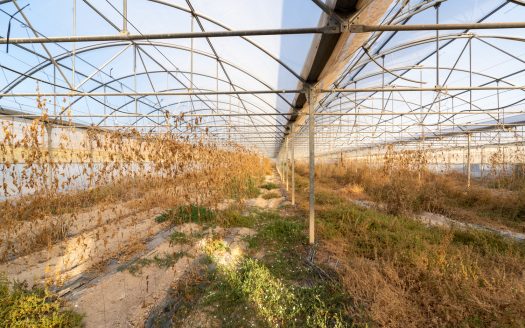 Un projecte agrícola (72)
