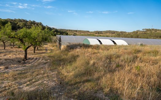 Un projecte agrícola (72)