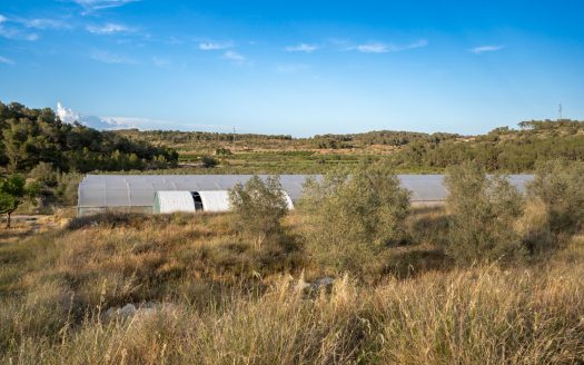 Un projecte agrícola (72)