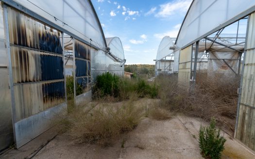 Un projecte agrícola (72)