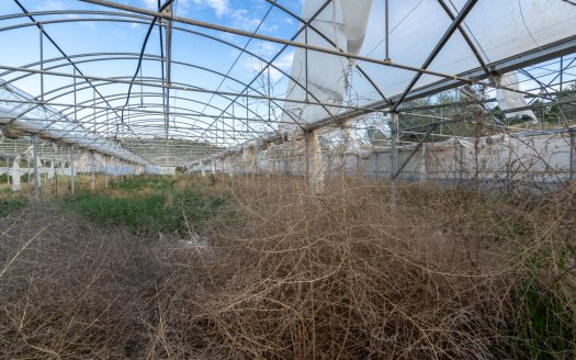 Un projecte agrícola (72)