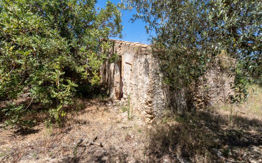Finca de secà prop de la muntanya (86)